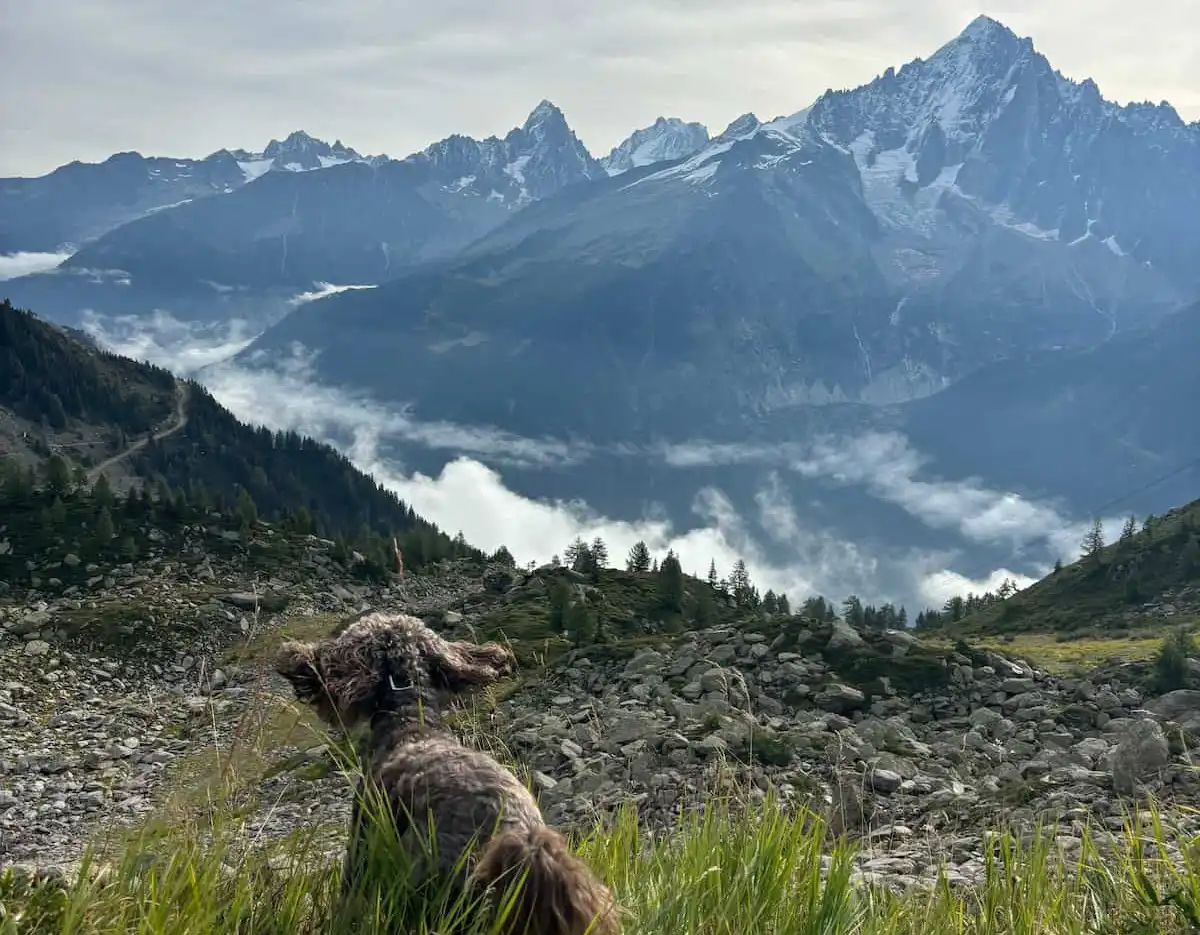 Dog Friendly Summer Holidays In Chamonix Bertie The Dog